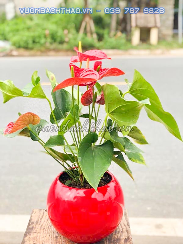 Cây hồng môn để bàn đẹp