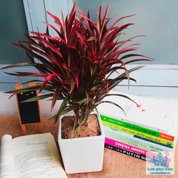 Cây hồng phúc vũ trồng làm cây để bàn học