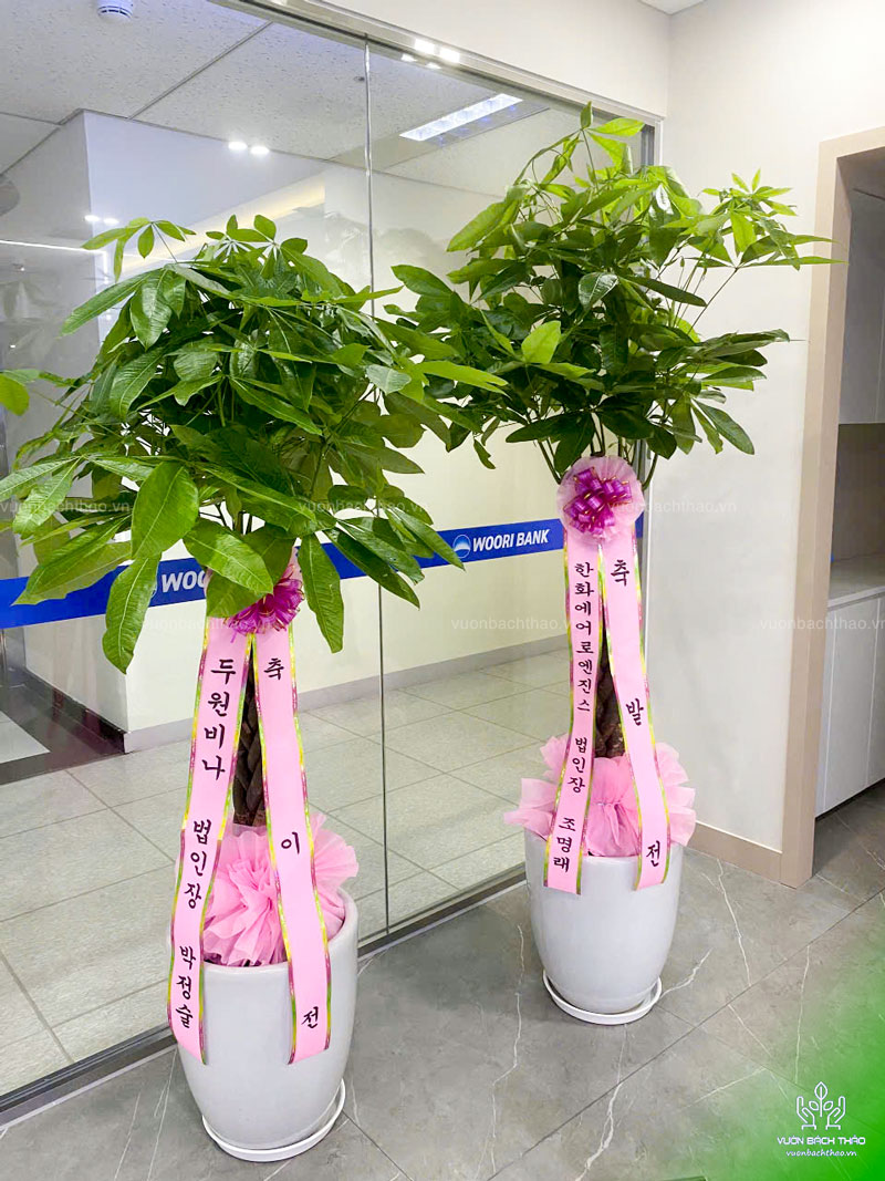 Cây kim ngân tặng khai trương phong cách Hàn Quốc