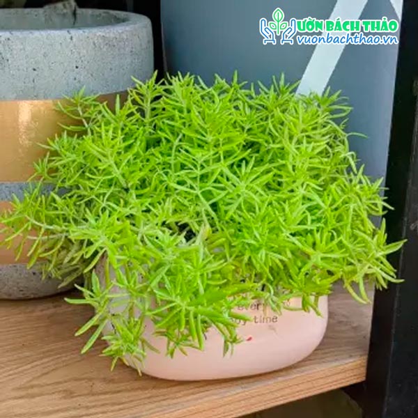 Cây mười giờ úc trồng chậu để bàn