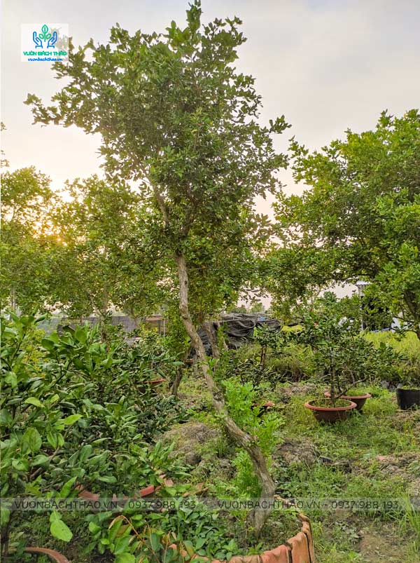 Cây nguyệt quế cổ thụ giá rẻ