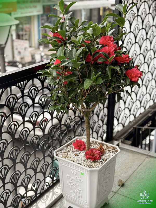 Cây trà my trồng chậu trưng nội thất