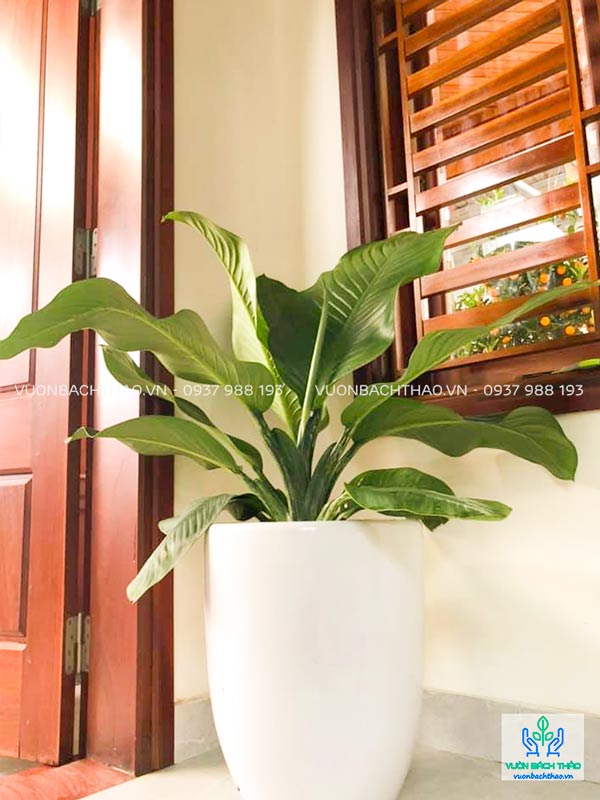 Cây đại phú gia trồng trong nhà