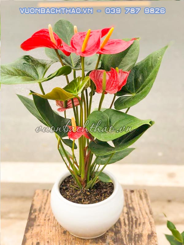 Cây tiểu hồng môn đỏ để bàn