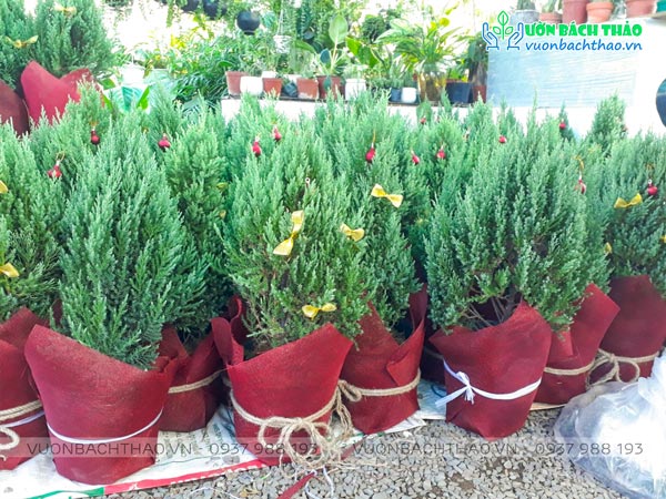 Cung cấp sỉ lẻ cây tùng bút