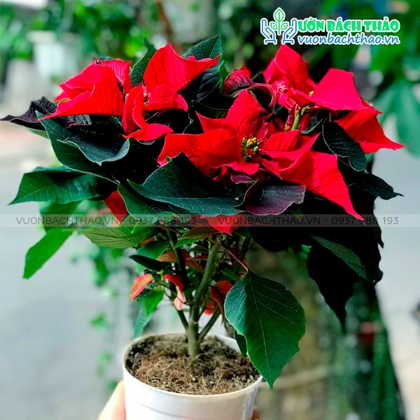 Đặc điểm cây trạng nguyên