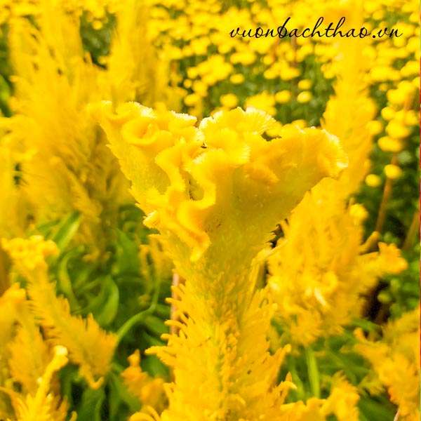 Đặc điểm hoa mào gà đuôi phụng