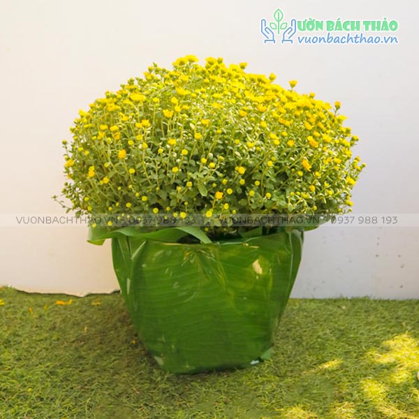 Hoa cúc mâm xôi gói giấy xanh