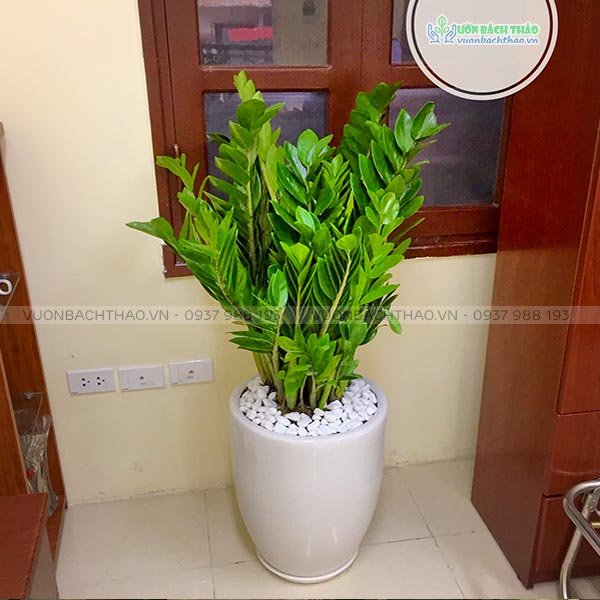 Cây kim tiền trồng nội thất