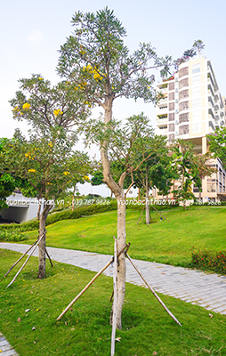 Cây Trồng Ngoài Trời