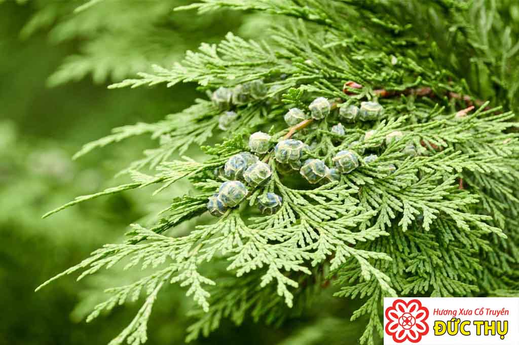 Cây Trắc Bách Diệp