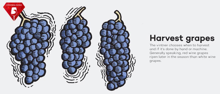 Thu hoạch nho bằng tay hoặc bằng máy khi vụ mùa tới