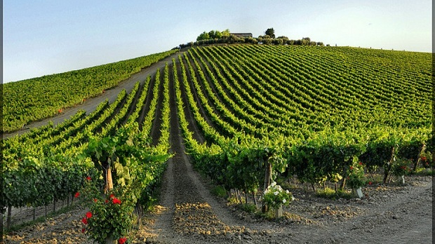 Rượu Vang Talo Negroamaro San Marzano