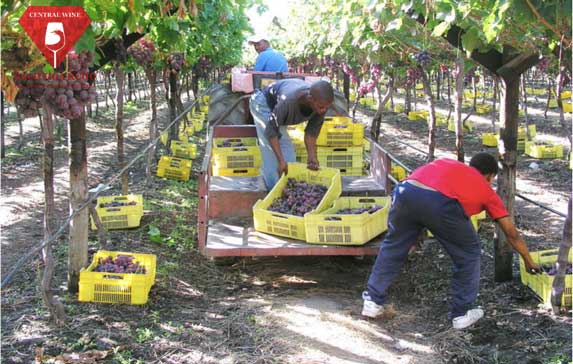 Rượu Vang Finca Flichman Caballero de la Cepa Malbec