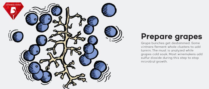 Loại bỏ nho khỏi cuống để sẵn sàng ép nho tại nhà máy.