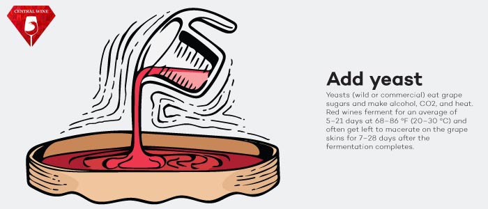 Men hấp thụ đường trong nho và tạo nồng độ rượu, CO2.