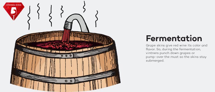 Màu đỏ của vang chính là nhờ vỏ nho.