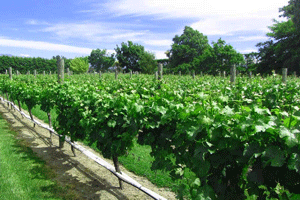 Vườn nho Sauvignon tại Marlborough