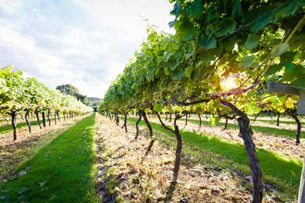 Rượu Vang Primo Puglia Sangiovese Merlot