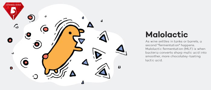 Lên men Malolactic - quá trình lên men lần 2