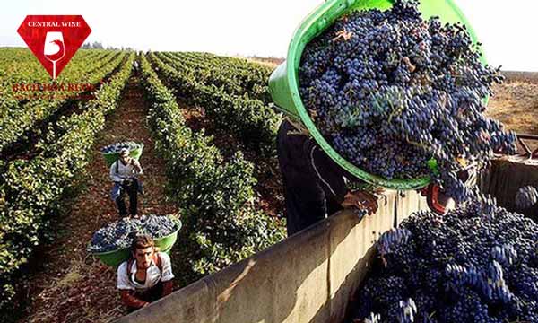 Rượu Vang Bịch Oude Kaap Cinsault Cabernet Sauvignon