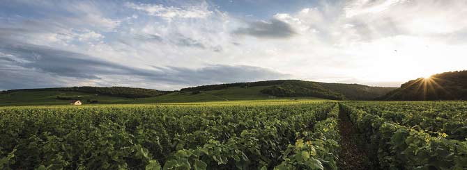 nghiên cứu bằng chứng về terroir