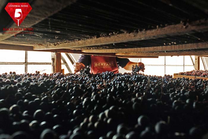 Làm khô nho với phương pháp appassimento