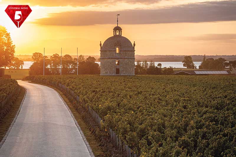 Vườn nho của Chateau Latour ngay cửa sông Gironde