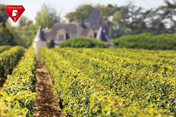 Vườn nho xanh tươi thuộc Château Haut-Brion