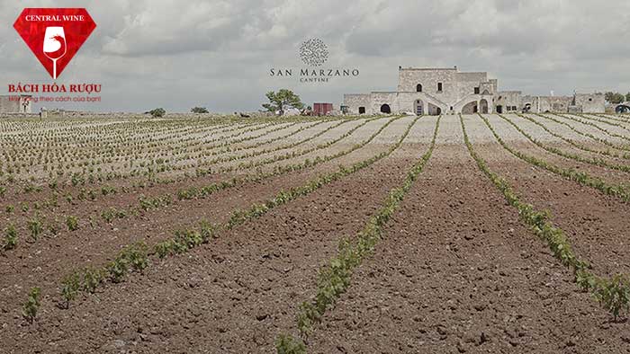 San Marzano Cantine nơi sản xuất ra rượu vang f