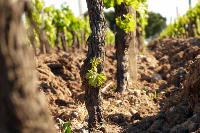 gốc nho lâu năm của chateau dauzac