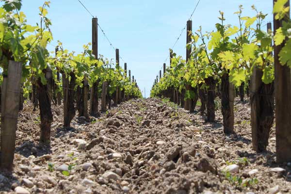 vườn nho nhà chateau dauzac