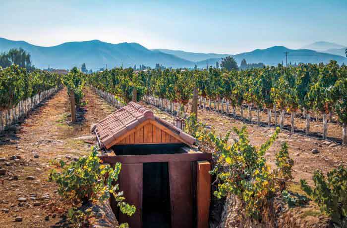 Vườn nho Cabernet Sauvignon Chile