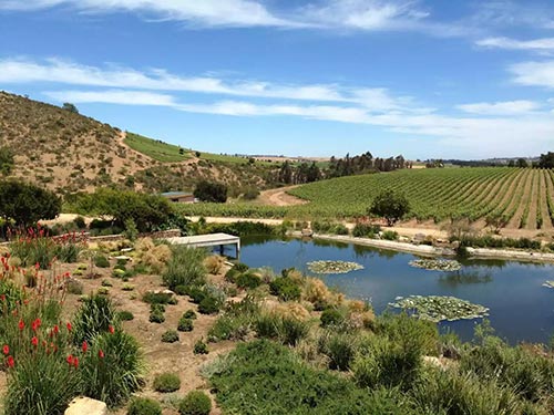 Sauvignon Blanc Chile