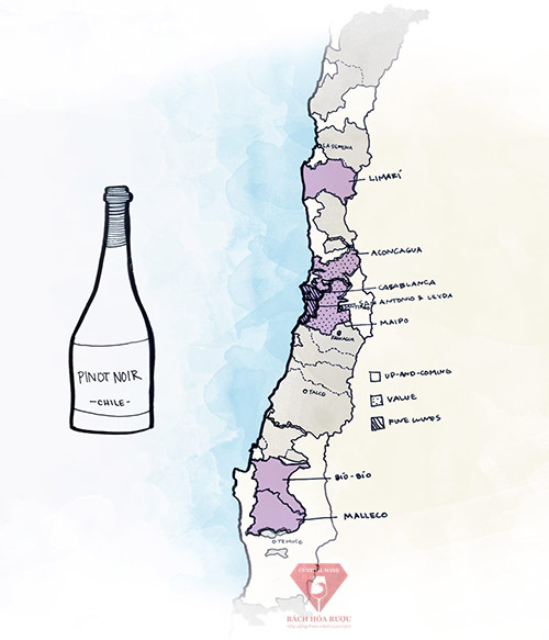 Các vùng rượu vang ngon nhất ở Chile để tìm Pinot Noir
