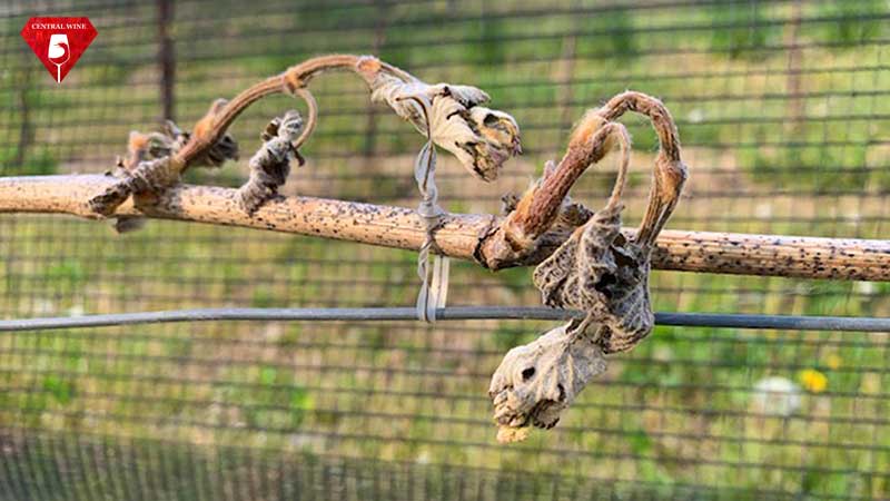 Chồi nho bị sương giá tấn công