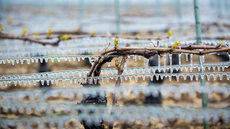 Người trồng nho phun nước nên tạo băng trước khi băng giá tự nhiên gây hại cho chồi nho ở Chablis