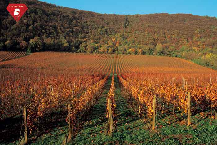 Vùng làm vang Colli Berici