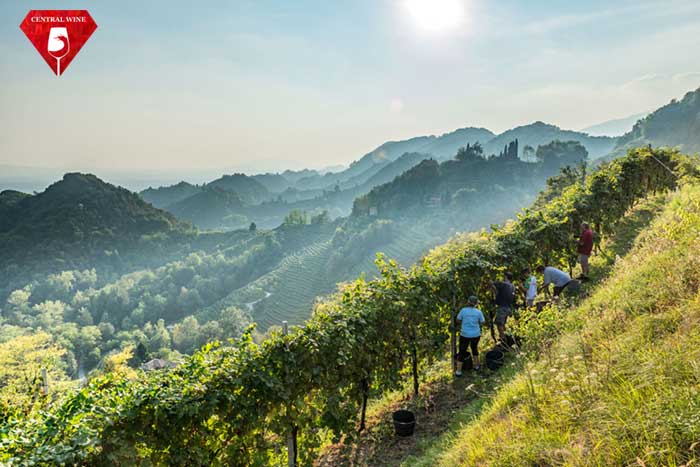 Vùng làm vang Conegliano-Valdobbiadene