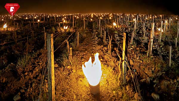 đốt lửa chống sương giá cho vườn nho ở Ý