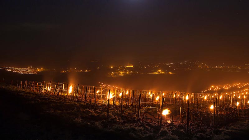 Nhà trồng nho trên khắp Chablis thắp lửa trong nhiều đêm với nỗ lực tuyệt vọng để bảo vệ cây nho.