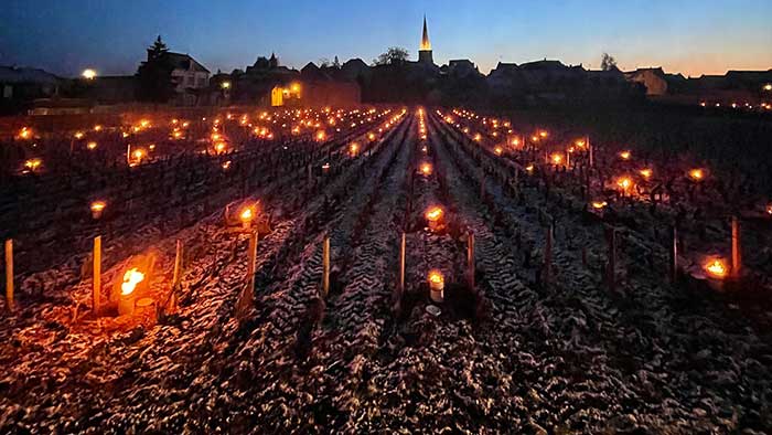 Thắp nến trong vườn nho tại Pháp