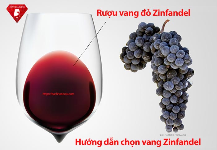 Hướng dẫn chọn rượu vang đỏ Zinfandel