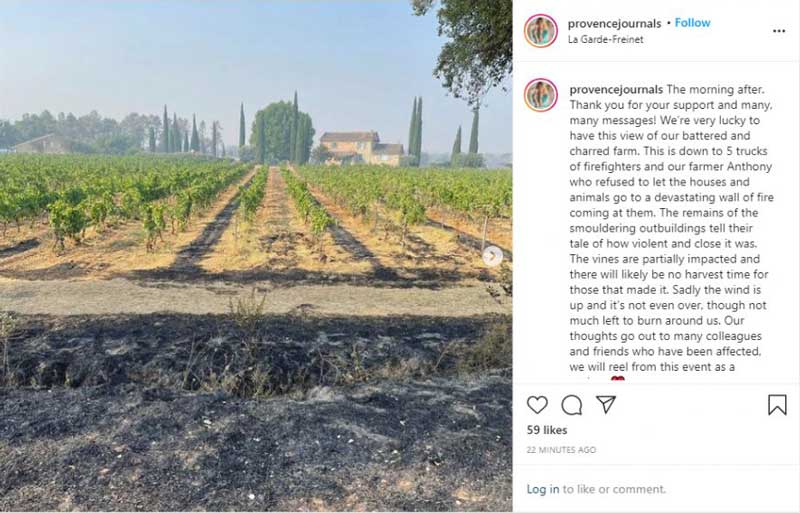 Hình ảnh vườn nho sau trận cháy rừng.