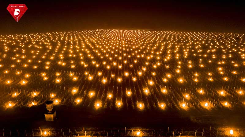Hàng ngàn ngọn lửa giúp giữ ấm cho vườn nho ở Ý