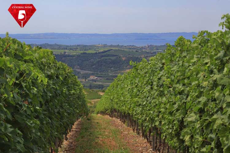 Vùng làm vang DOC Lugana thuộc Veneto