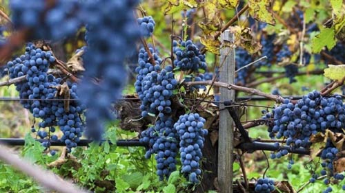 Rượu Vang Bịch Luna Al Chiar Di Luna Dal 1855