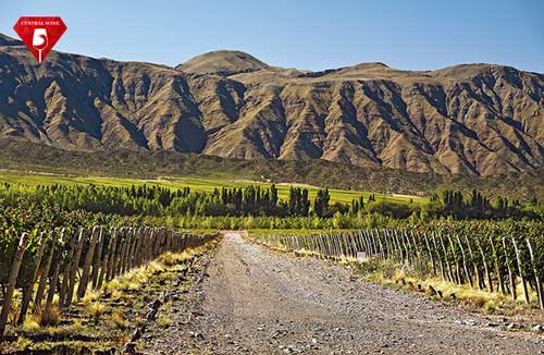 vườn nho rượu vang tại argentina