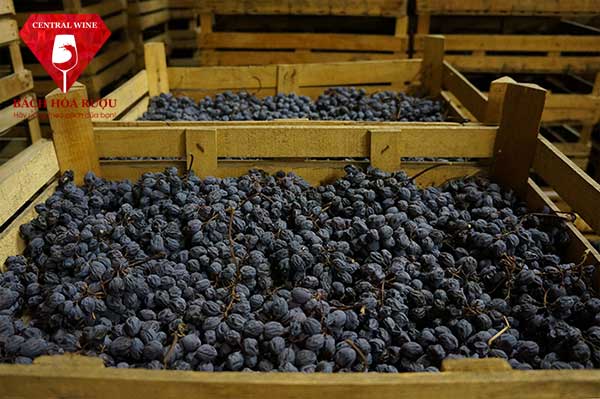Phơi khô nho để làm rượu vang Amarone
