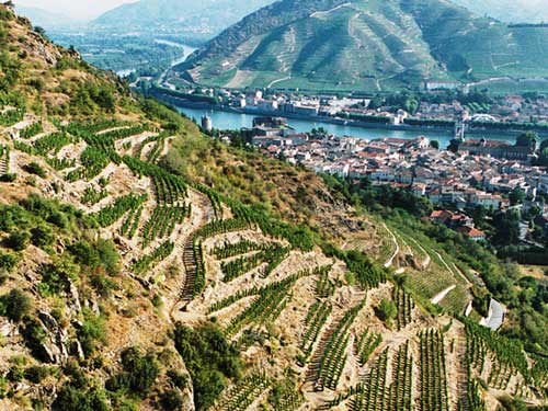 Rhône Valley trồng nho